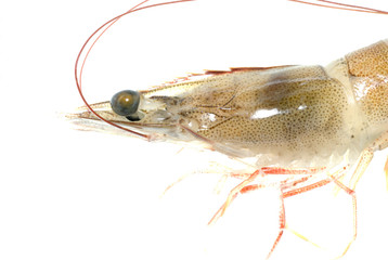 fresh shrimp