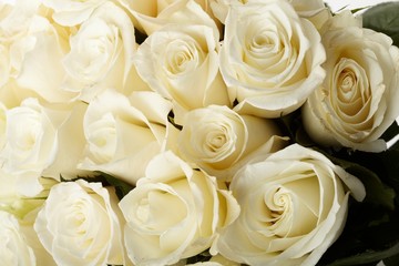 Cream roses