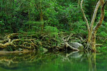 Fototapeta na wymiar water in forest