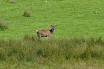 Naklejka na ściany i meble Deer in Scotish Highlands