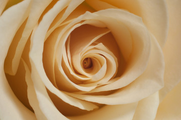 single pink rose closeup