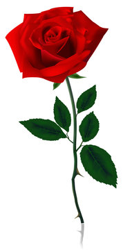 Beautiful red rose. Photo-realistic vector.