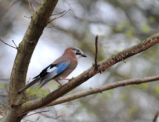 Eurasian Jay (Garrulus glandarius)