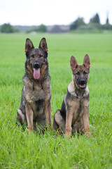 Two German shepherds