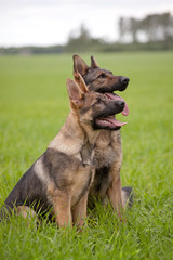 Two German shepherds