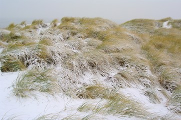 verschneite Düne mit Strandhafer