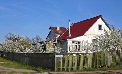 Cottage with red roof and cherry garden in blossom