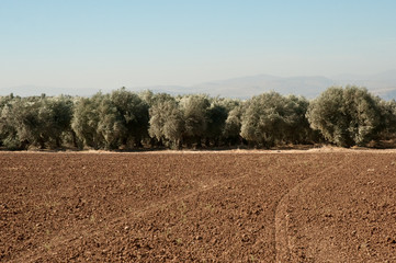 Galilee. North Israel .