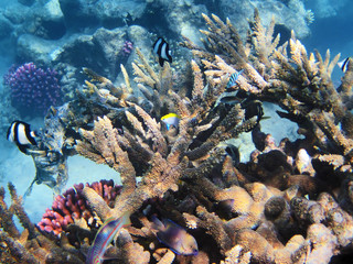 Tropical fishes on the coral reef in Red Sea, Egypt