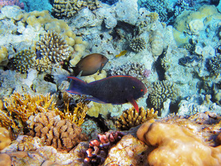Naklejka na ściany i meble Tropical fish on the coral reef in Red Sea, Egypt