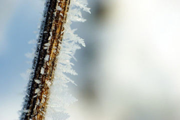 Frozen plant