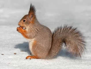 Naklejka na ściany i meble Eating squirrel sitting on the snow