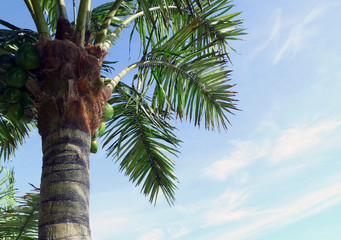 Artificial palm tree with coconuts shot on a bright sunny day