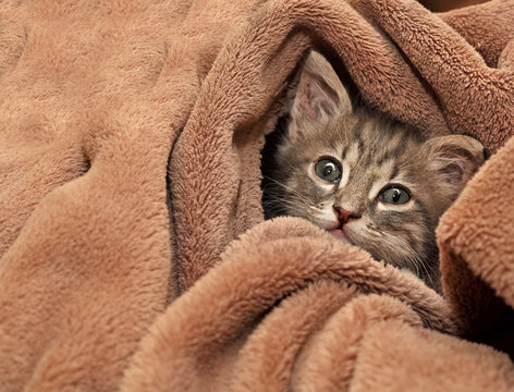 Miao