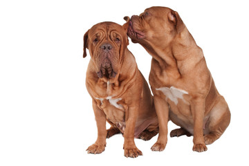 I have something to tell you