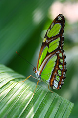 Beautifull butterfly