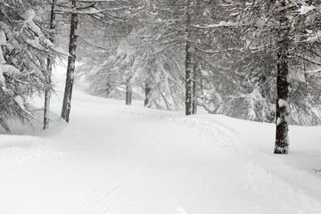 Winter Forest