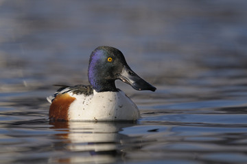 Northern Shoveler