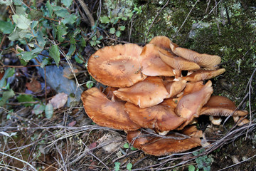 Marasmio de las encinas