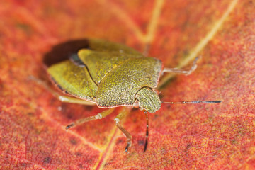 Green shield bug (Palomena prisina)