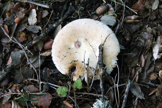 Seta rastrera