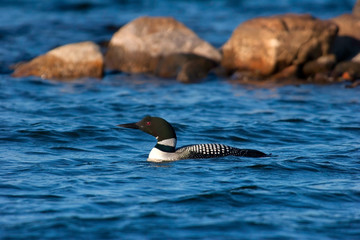 Wild Adult Common Loon On Wisconsin Lake