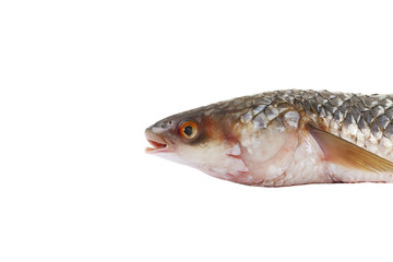 Raw fish isolated on white background