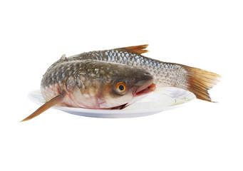 Raw fish isolated on white background