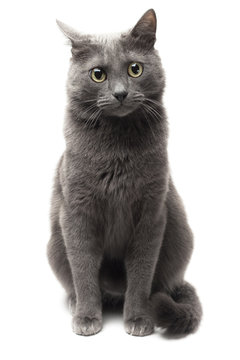 Grey Cat Sitting Over White Background Isolated