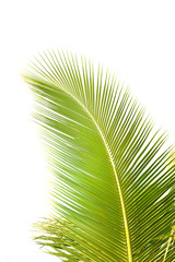 Obraz premium green palm leaf