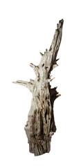 Naklejka premium Decomposed old snag tree on the white background