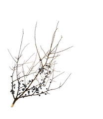 branch of sloe, blackthorn on the white (Prunus spinosa) - obrazy, fototapety, plakaty