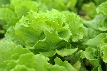 healthy lettuce growing in the soil .