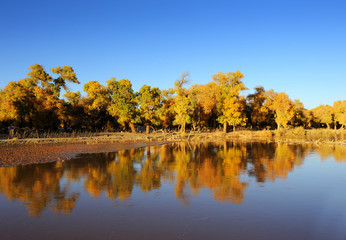 Autumn landscape at the morning park .