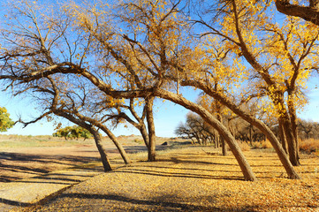 Naklejka premium Autumn landscape at the morning park .