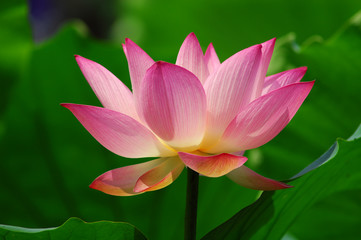 lotus flower .