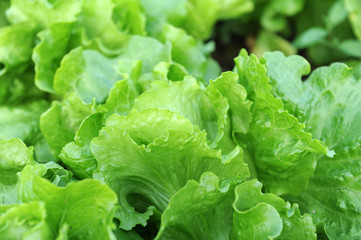 healthy lettuce growing in the soil .