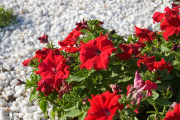 Summer beautiful flower bed