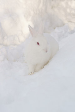 white bunny rabbit in the snow