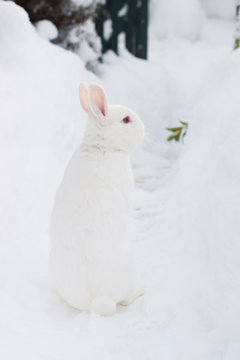 White Bunny Rabbit In The Snow