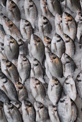 Gilt Head Sea Breams on the Ice