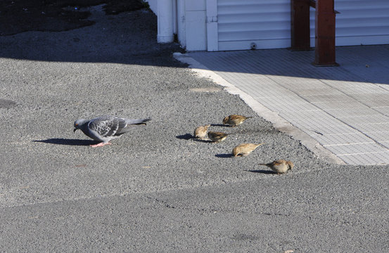 Five little sparrows with one pigeon on the floor