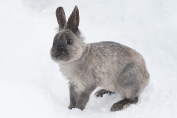 winter rabbit