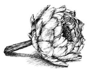 artichocke