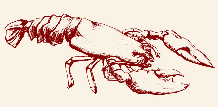 lobster sketch