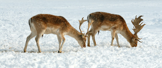 cerfs