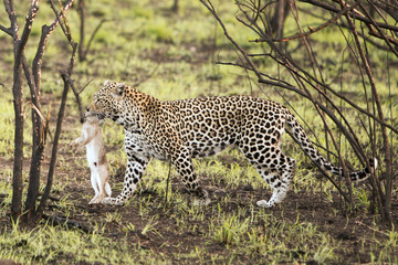 Leopard und Beute