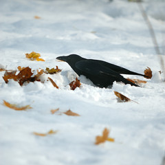 corbeau d'hiver