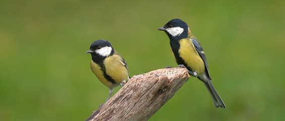 Pareja de Carboneros comunes