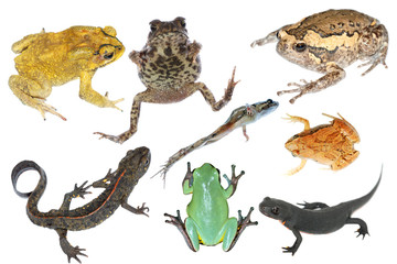 Obraz premium wild animal collection amphibian